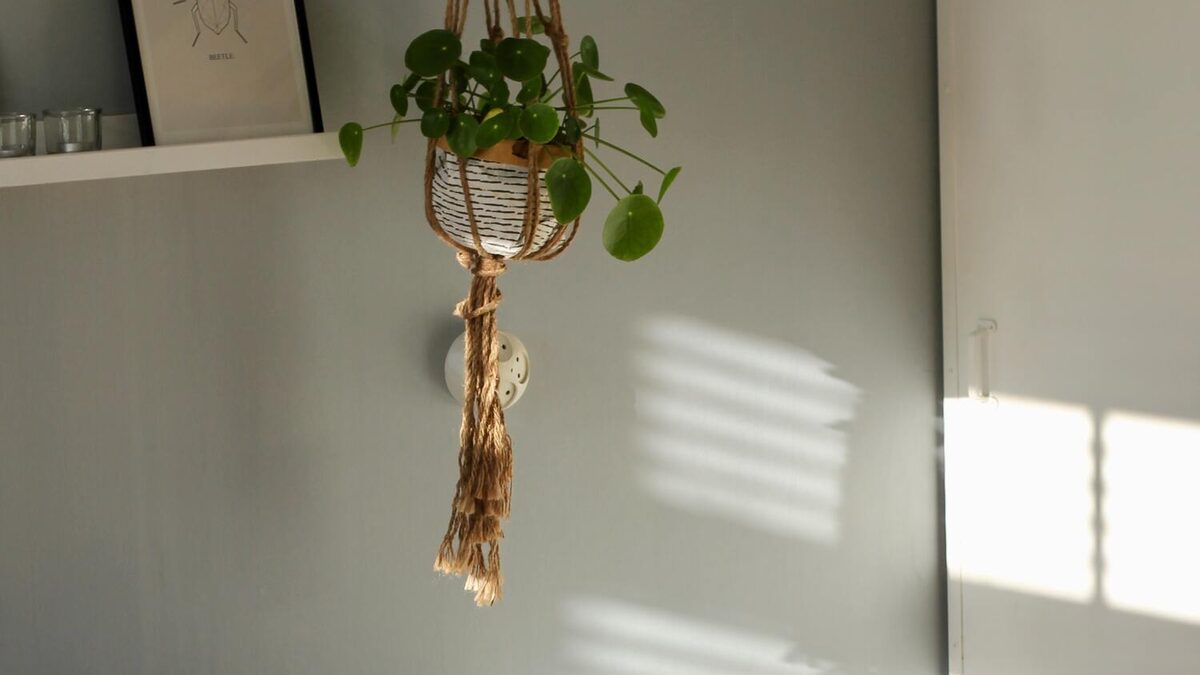 Rincón luminoso de la consulta, con una planta colgante junto a la ventana